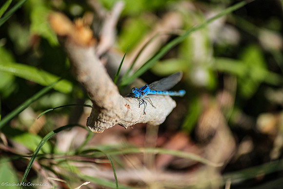 Climbing the Branch