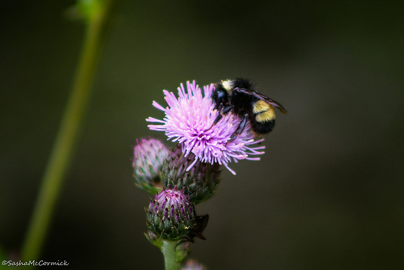 Pollen Hug
