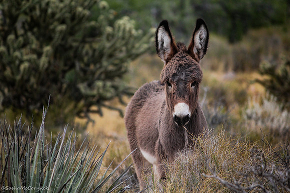 Burro Fluff