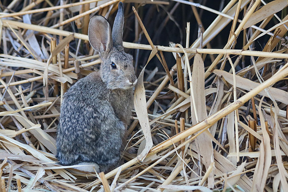 Bold Bunny