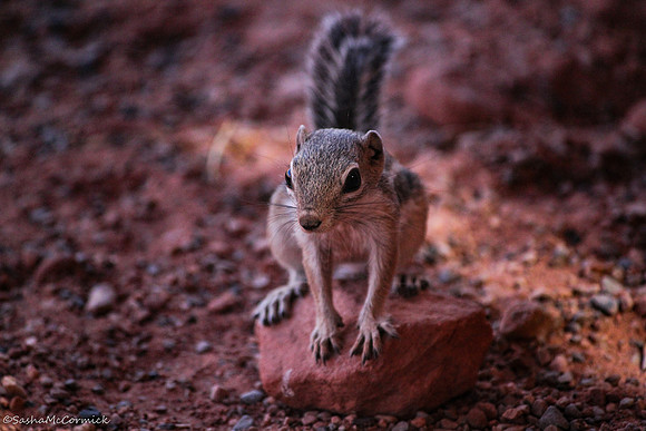 Posing for the Picture