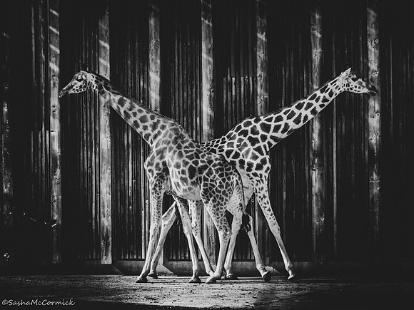 Crossing Paths